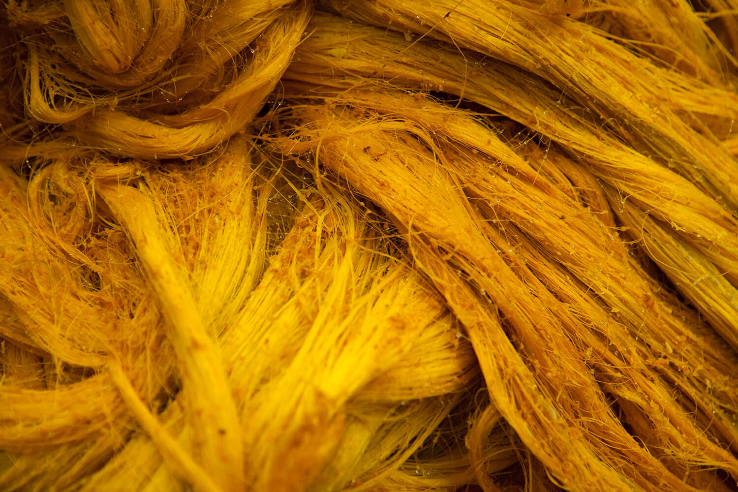 CURCUMA_galeria 37 _MG_6115.jpg